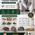 🐜🔥 وصف احترافي لمكافحة الحشرات في جدة
