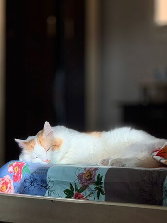 Al Naseem, Pet Supplies, Cat For Adoption