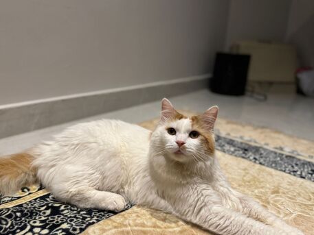 Al Naseem, Pet Supplies, Cat For Adoption