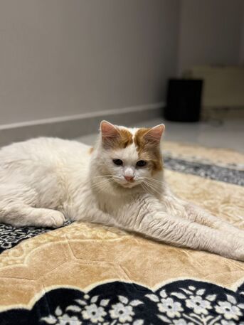 Al Naseem, Pet Supplies, Cat For Adoption