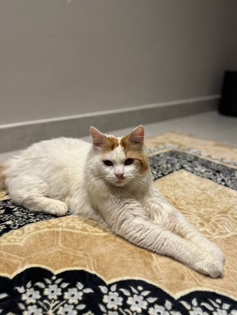 Al Naseem, Pet Supplies, Cat For Adoption