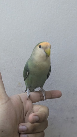 Riyadh, Pet Supplies, SAR 225,  Hand Tamed Rose Parrot For Sale