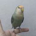 SAR 225,  Hand Tamed Rose Parrot For Sale