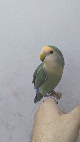 Riyadh, Pet Supplies, SAR 225,  Hand Tamed Rose Parrot For Sale