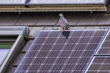 London, Business, Pigeon Guano Cleaning: Protect Your Solar Panels And Property From Hidden Damage