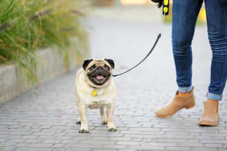 Jaipur, Pet Sitting, Dog Walking Services In Ajmer