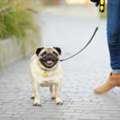 Dog Walking Services In Ajmer