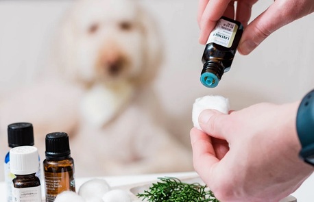 Hyderabad, Pet Sitting, Why Pet Owners In Secunderabad Trust GlamPetz For Professional Aromatherapy Services