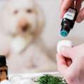 Why Pet Owners In Secunderabad Trust GlamPetz For Professional Aromatherapy Services