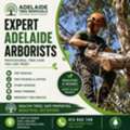 Professional Tree Care With Trusted Adelaide Arborists
