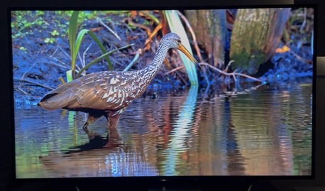 Riyadh, Appliances, SAR 900,  SONY 65 Inch - 4k - HDR X Reality Pro Tri Luminous Display