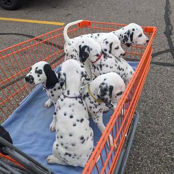 Kabul, Pet Supplies, AFN 001,  Beautiful **Dalmatian Puppies