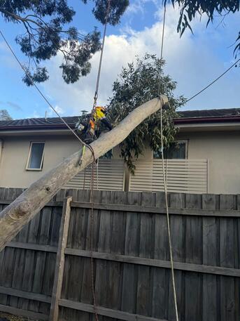 Melbourne, Farm/Garden, Arborist In Melbourne