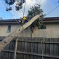 Arborist In Melbourne