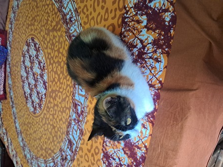 Dammam, Pet Adoption, Vaccinated ,  Litter Trained  Femail Cat For Adoption