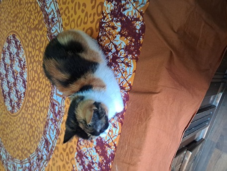 Dammam, Pet Adoption, Vaccinated ,  Litter Trained  Femail Cat For Adoption