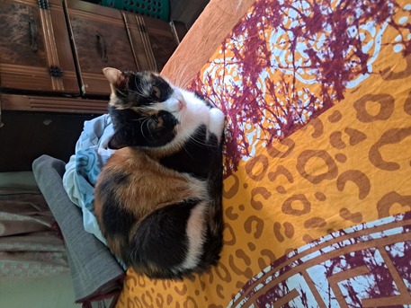 Dammam, Pet Adoption, Vaccinated ,  Litter Trained  Femail Cat For Adoption