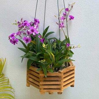 New York, Farm & Garden, USD 14,  Orchid Baskets For Beautiful Plants By Green Barn Orchid
