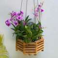 USD 14,  Orchid Baskets For Beautiful Plants By Green Barn Orchid