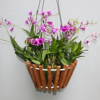 New York, Farm & Garden, USD 14,  Orchid Baskets For Beautiful Plants By Green Barn Orchid