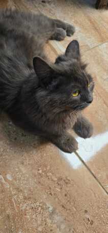 Riyadh, Pet Adoption, Cat Adoption Pay As You Like