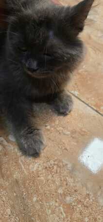 Riyadh, Pet Adoption, Cat Adoption Pay As You Like