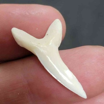 New York, Jewelry, Buying A Mako Shark Tooth: What You Should Know