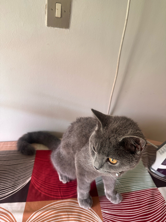 Al Malaz, Electronics, SAR 150,  British Short Hair Cat For Sale