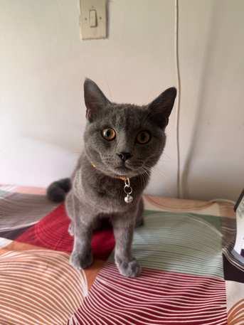 Al Malaz, Electronics, SAR 150,  British Short Hair Cat For Sale