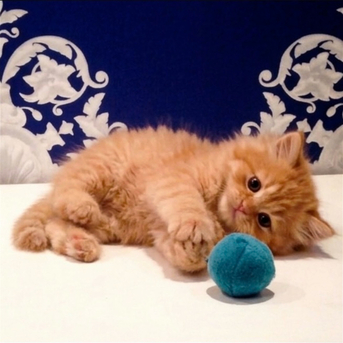 Al Rehab, Pet Adoption, Adorable Shiriazy Kitten