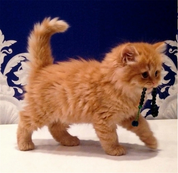 Al Rehab, Pet Adoption, Adorable Shiriazy Kitten