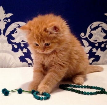 Al Rehab, Pet Adoption, Adorable Shiriazy Kitten