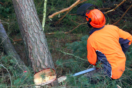 New York, Farm/Garden, Kalispell Tree Care