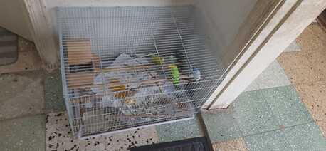 Al Hamra, Pet Supplies, SAR 230,  Healthy 4Love Birds(2 Female,2Male) With Cage