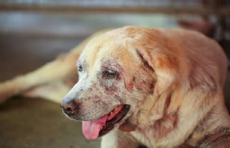 Hyderabad, Pet Sitting, Restore Your Pet&rsquo;s Healthy Glow: Professional Skin & Coat Treatments In Secunderabad