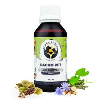 Gurgaon, Pet Sitting, Inside Your Pet&rsquo;s World