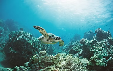 New York, Business, Divocean Dive Charters