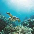 Divocean Dive Charters