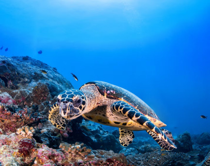 New York, Business, Divocean Dive Charters