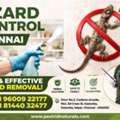 Lizard Control Services In Chennai | Pest Rid Naturals