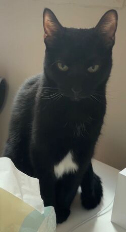 Riyadh, Pet Adoption, American Cat For Adoption