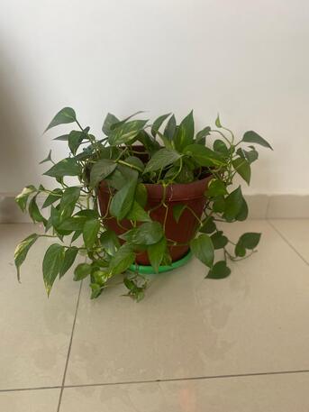 Zinj, Farm & Garden, BHD 1,  Selling Plants And Plant Stand