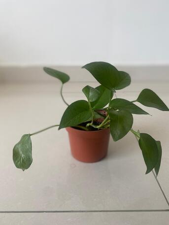 Zinj, Farm & Garden, BHD 1,  Selling Plants And Plant Stand