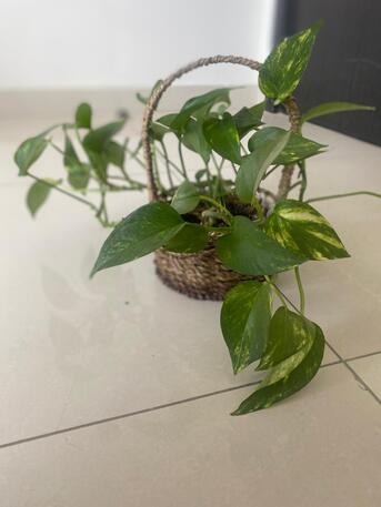 Zinj, Farm & Garden, BHD 1,  Selling Plants And Plant Stand