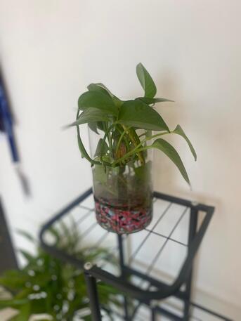 Zinj, Farm & Garden, BHD 1,  Selling Plants And Plant Stand