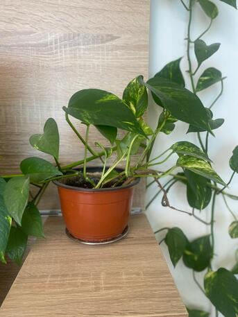 Zinj, Farm & Garden, BHD 1,  Selling Plants And Plant Stand