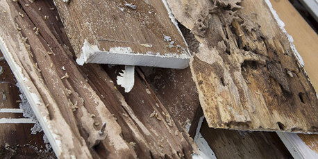 New York, Household, Termite Inspection In Eagle Rock