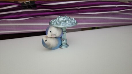 Dammam, Pet Adoption, Pet Boarding (Going For Vacation)