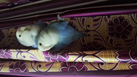 Dammam, Pet Adoption, Pet Boarding (Going For Vacation)