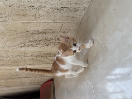 Jeddah, Pet Supplies, 2 Month Old Male Kitten Available For Adoption! Serious Adopters Only